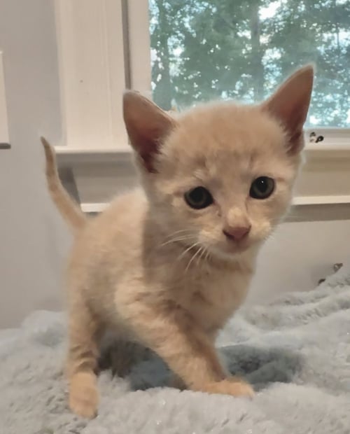 *FRED - Domestic Short Hair available for adoption