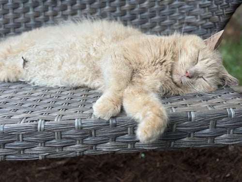 *HARLEY, MARLEY & BOBBIE - COURTESY POST - Domestic Short Hair for adoption in Lynchburg