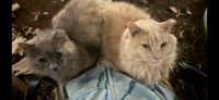 *Harley, Marley & Bobbie - Courtesy Post - Photo 2