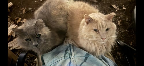 *HARLEY, MARLEY & BOBBIE - COURTESY POST - Domestic Short Hair available for adoption