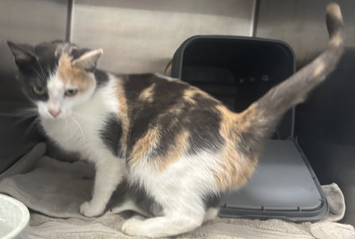 *JULIA - Domestic Short Hair available for adoption