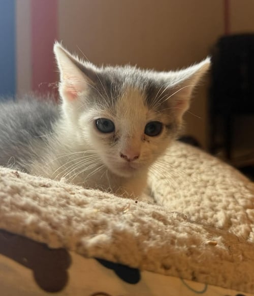 *ANCHOR - Domestic Short Hair available for adoption