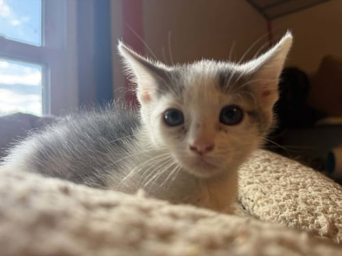 *ANCHOR - Domestic Short Hair available for adoption