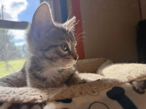*AMBER - Domestic Short Hair available for adoption