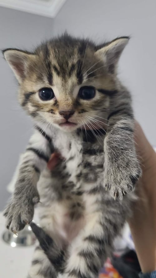 *TURKEY - Domestic Short Hair for adoption in Lynchburg