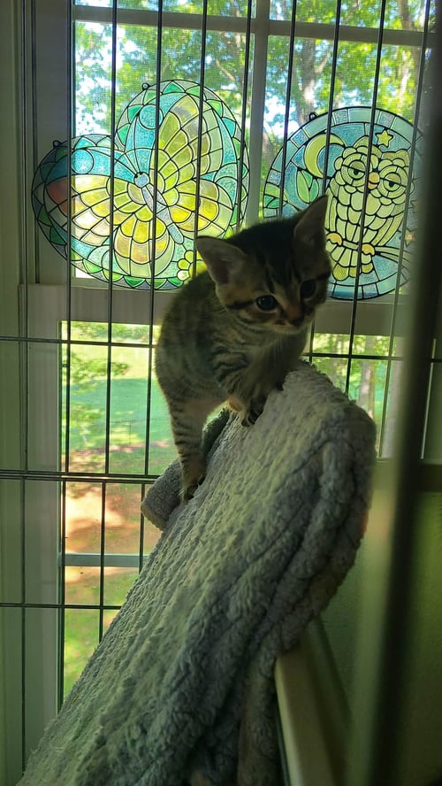 *TURKEY - Domestic Short Hair available for adoption