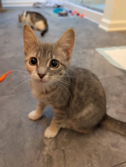 *TUNAMELT - Domestic Short Hair available for adoption