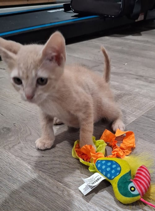 *GINGER - Domestic Short Hair for adoption in Lynchburg