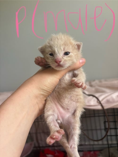 *GINGER - Domestic Short Hair available for adoption
