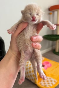 *Ginger - Photo 3