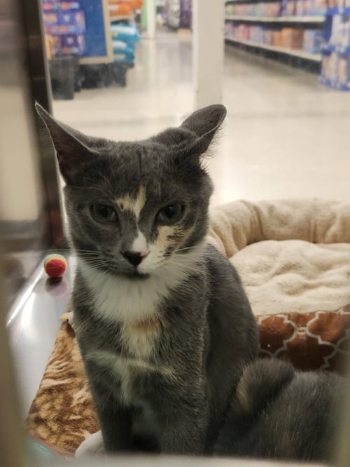 *GABBY - Domestic Short Hair available for adoption
