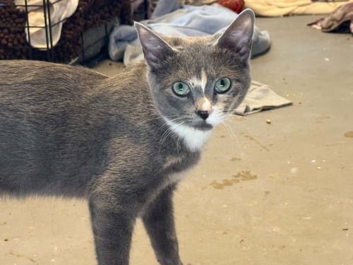 *GABBY - Domestic Short Hair available for adoption