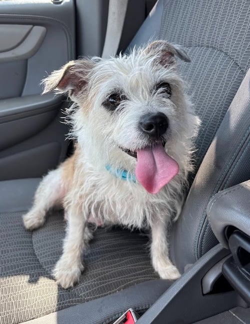 BELLA - Yorkshire Terrier Yorkie / Chihuahua for adoption in Lynchburg
