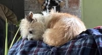 Bella - Photo 2