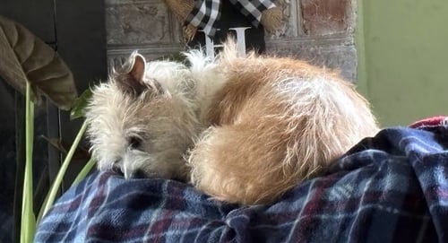 BELLA - Yorkshire Terrier Yorkie / Chihuahua available for adoption