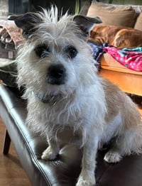 Bella - Photo 4
