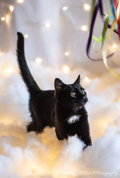 *SILVIA - Domestic Short Hair for adoption in Lynchburg