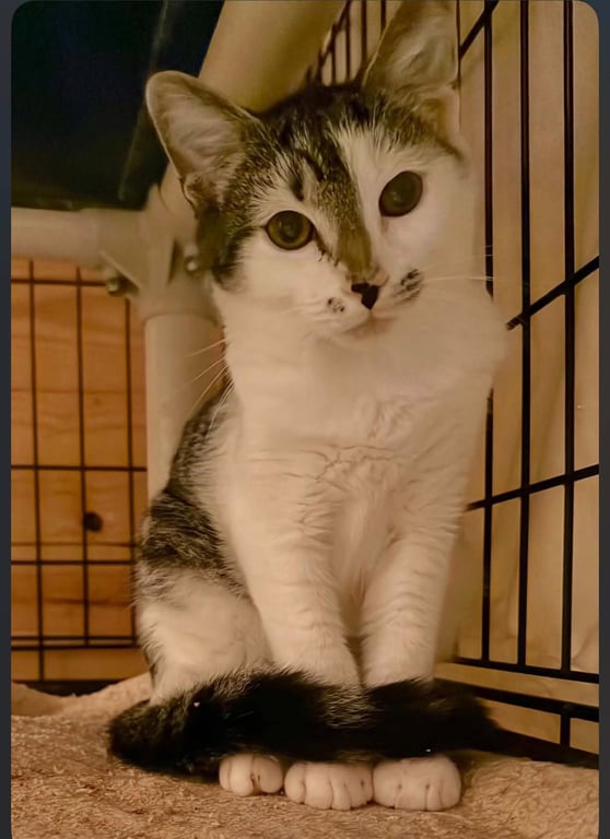 *Oliver Image