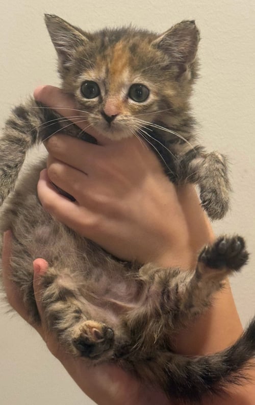 *GRACE - Domestic Short Hair available for adoption