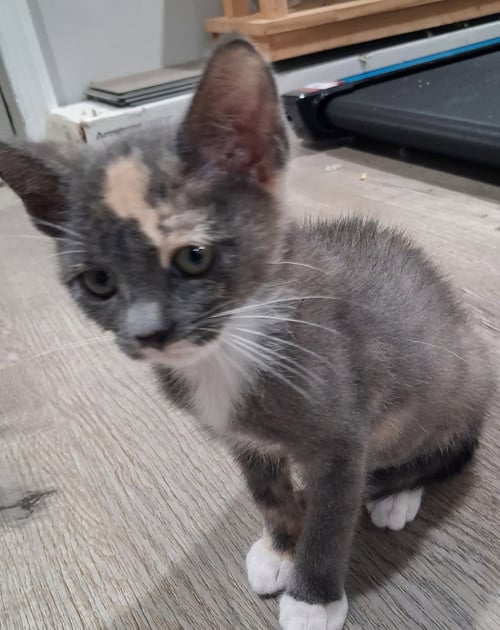 *MITTENS - Domestic Short Hair for adoption in Lynchburg