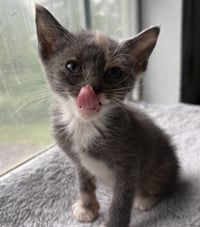*Mittens - Photo 2