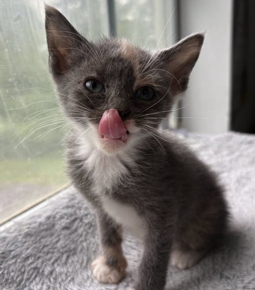 *MITTENS - Domestic Short Hair available for adoption