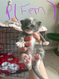 *Mittens - Photo 3