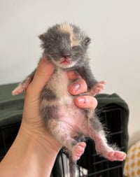 *Mittens - Photo 4