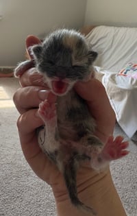 *Mittens - Photo 5