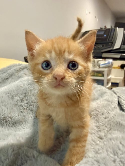 *GEORGE - Domestic Short Hair available for adoption