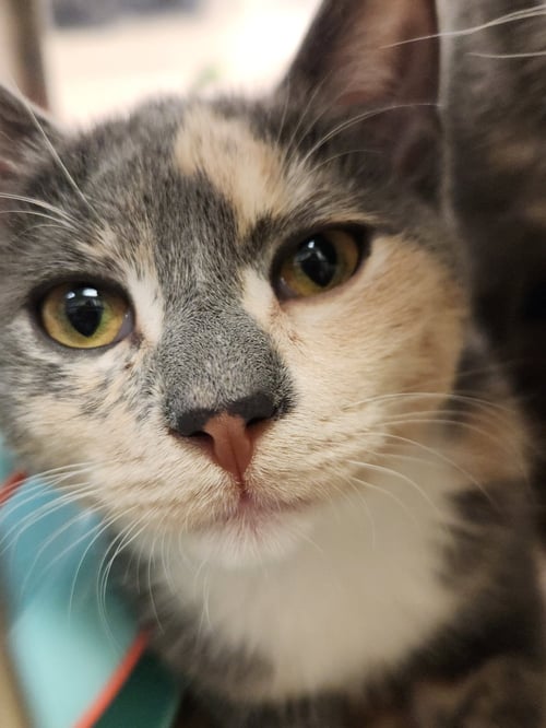 *ADDY - Domestic Short Hair available for adoption