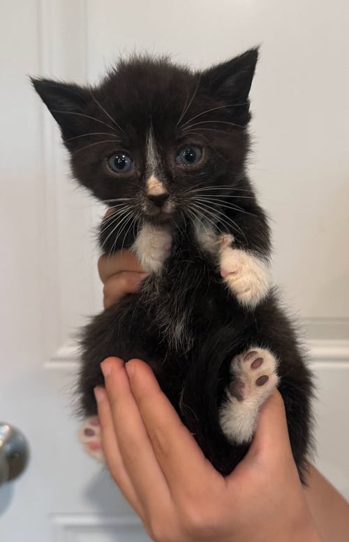 *HANS - Domestic Short Hair for adoption in Lynchburg