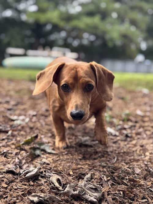 BRODIE - Dachshund for adoption in Lynchburg