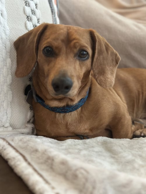 BRODIE - Dachshund available for adoption