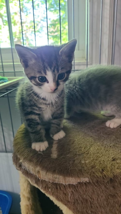 *PIGEON - Domestic Short Hair for adoption in Lynchburg
