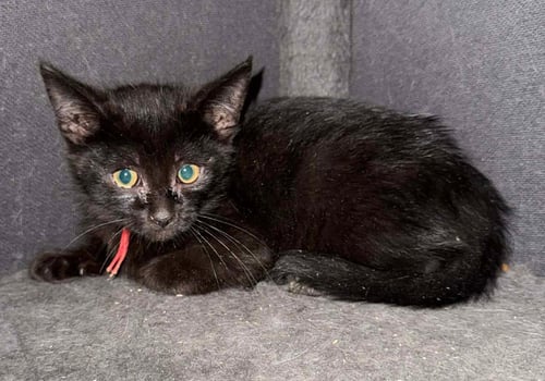 *TABASCO SAUCE - Domestic Short Hair available for adoption