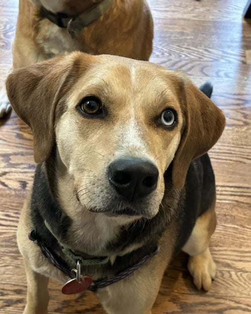 MOSELEY - Hound for adoption in Lynchburg