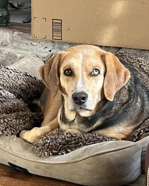 MOSELEY - Hound available for adoption