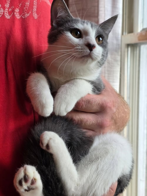 *LADY CLEMENTINE BACON