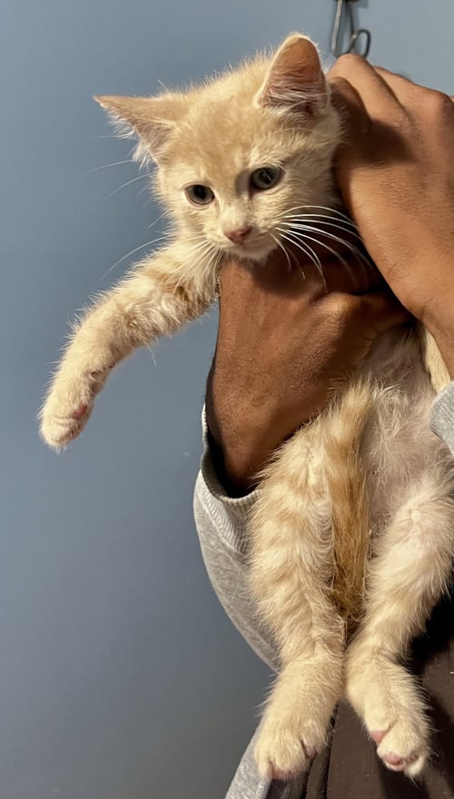 *HAYMITCH - Domestic Medium Hair available for adoption