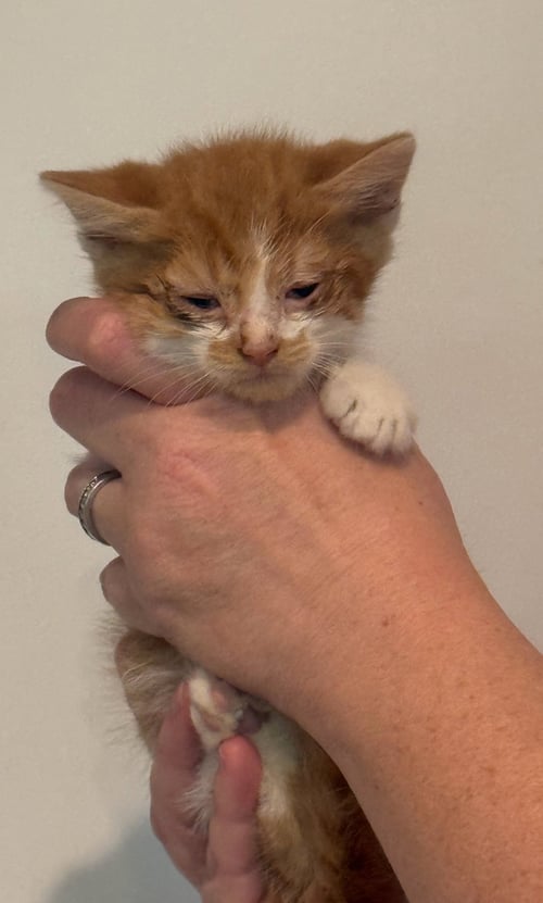 *BRADLEY - Domestic Short Hair available for adoption