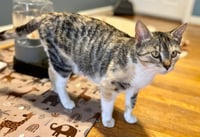 *Mama Taco - Photo 2