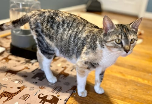 *MAMA TACO - Domestic Short Hair / Calico available for adoption