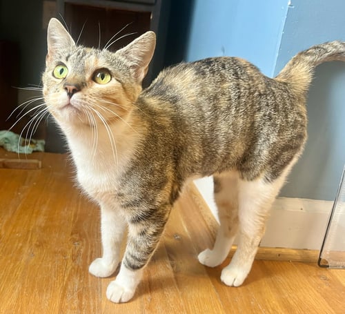 *MAMA TACO - Domestic Short Hair / Calico for adoption in Lynchburg
