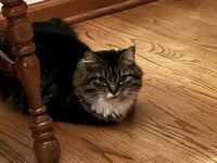*Zoey and Ellie (bonded pair) - Photo 5