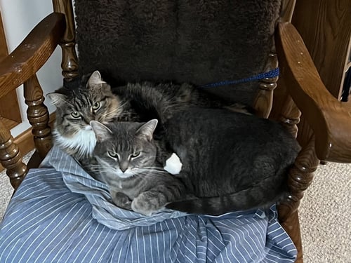 *ZOEY AND ELLIE (BONDED PAIR) - Domestic Medium Hair available for adoption