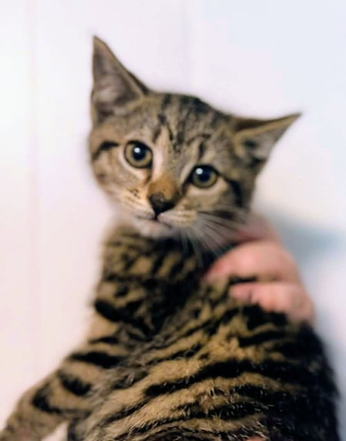 *LOVIE - Domestic Short Hair for adoption in Lynchburg