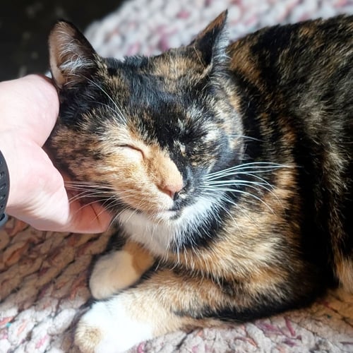*ZEZI - Domestic Short Hair available for adoption