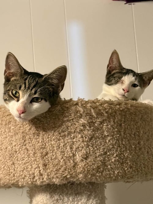 *CINDER - Domestic Short Hair available for adoption