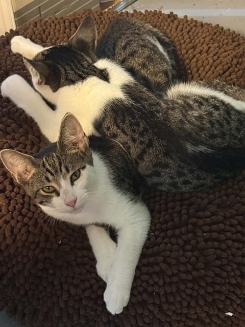 *CINDER - Domestic Short Hair available for adoption
